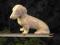jamnik pies duża figurka porcelana emalia stary
