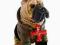 Fuzzy Nation piesek Sharpei Nuff Manhattan Toy