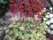06 Heuchera - Żurawka Hercules