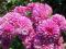 Chryzantema gruntowa 'Rose Youice  żurawka ,phlox