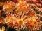 Chryzantema zimująca ,Pomarańczowe Igły '- gożdzik