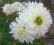Chryzantema złocień, Biała póżna '' zimująca ,róża