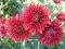 Chryzantema , Herbaciana  , urocza jak dalia,lilia