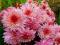 Chryzantema,chryzantemy zimująca -Rózowa wrzosowa