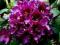 acm RHODODENDRON POLARNACHT CIEMNY FIOLET SUPER C3