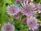 ASTRANTIA - PEŁNE UROKU KWIATY