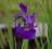 Irys syberyjski pumila - fioletowy niski