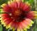 Gailardia