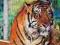 HOW DID I MAKE A SAD TIGER HAPPY ely offir