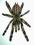 Samica+Samiec POECILOTHERIA SMITHI -GW- Licytacja