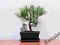 Bonsai PINUS MUGO - kosodrzewina 8 lat + GNEJS # 2