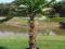 RABAT PALMA MROZOODPORNA TRACHYCARPUS BONSAI BASEN
