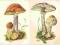 pocztówki GRZYBY KOŹLARZ + CZUBAJKA Balcerzak RUCH