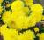 Chryzantema zimująca ,Solar -zawilec,trawa