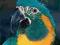 MACAWS: A COMPLETE PET OWNER'S MANUAL Sweeney