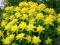 żółte cudo DUŻE SADZONKI wilczomlecz euchorbia