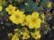 Pięciornik krzewiasty Goldstar 15-20cm