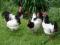 lakenfelder lakenvelder jaja lęgowe 30 ras i ptaki