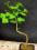 drzewko bonsai - miłorząb , prezent