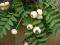 Sorbus jarząb biały setschwanensis