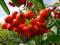 Sorbus jarząb jarzębina 70cm. w doniczce