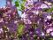 BEZ LILAK wrzosowy  w doniczce