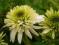 04 Echinacea Meringue  - jeżówka zakwitnie