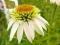 04 Echinacea - jeżówka Coconut Lime z okiem