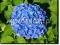 Hydrangea 'Benelux', Hortensja, niebieska, 20-30cm