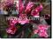 Krzewuszka cudowna ' Minor Black', Weigela florida
