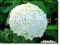 Hortensja krzewiasta 'Annabelle', białe kwiaty!