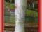 ELEGANCKI WAZON PORCELANA ECRU wys.29cm