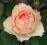 róża JALITAH   