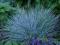 Kostrzewa sina - niebieska trawa - sadzonki XXL