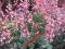 ŚLICZNA  OBFICIE KWITNĄCA RÓŻOWA ŻURAWKA-BYLINA!