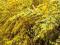Cytisus Żarnowiec LUNA- sadz. 30cm CAŁY ŻÓŁTY