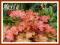 Żurawka 'Paprika' (Heuchera) p9