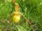 Cypripedium  pubescens - obuwik, storczyk ogrodowy