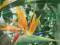 Strelicja królewska (Strelitzia reginae)- 2g