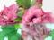 HIBISKUS - SADZONKA W DONICZCE