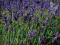 WYPRZEDAŻ!!!!!!LAWENDA Hidcote Blue (6 sztuk)