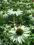 JEŻÓWKA ECHINACEA BIAŁA--  SADZONKI