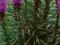 LIATRA FIOLETOWA LIATRIS SPICATA --SADZONKI
