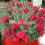 20 Dianthus Frilly - czerwony goździk