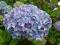 HORTENSJA FIOLETOWA   - PROMOCJA !