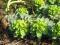 Euphorbia myrsinites wilczomlecz