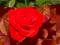 RÓŻA WIELKOKWIATOWA RED BERLIN -wyróżnia- CZERWONA