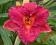 Hemerocallis Hermitage Darwin, liliowiec, liliowce