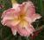Hemerocallis Meriness, liliowiec, liliowce