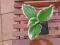 HOSTA FUNKIA ZIELONO - BIAŁA SADZONKA